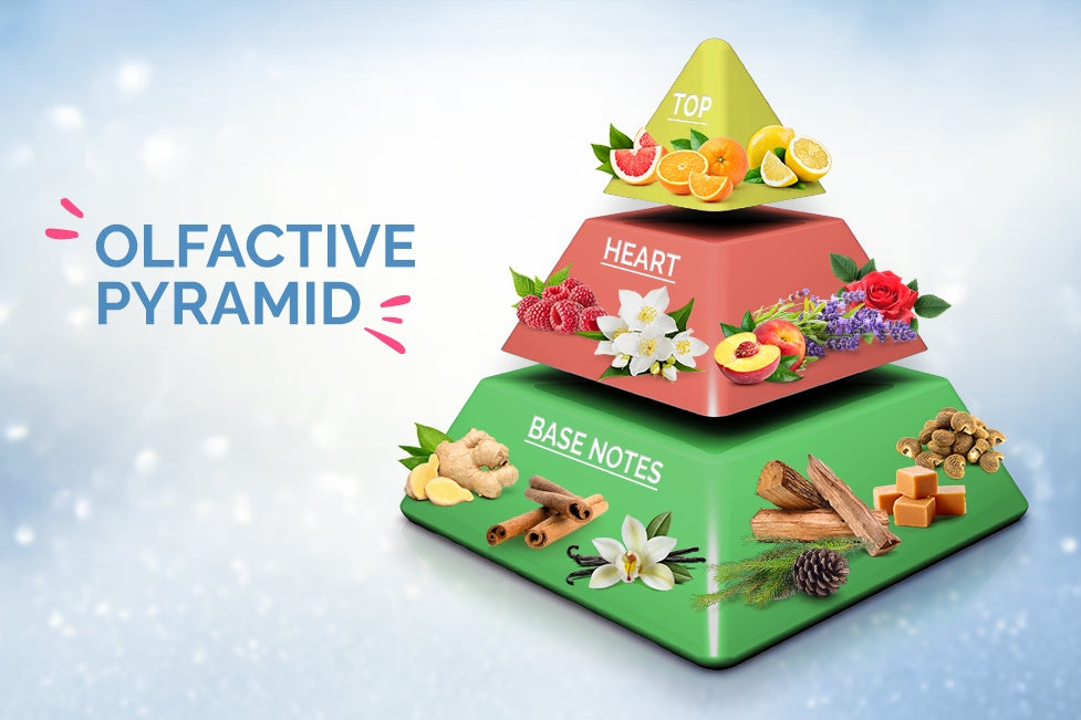 An Ultimate Guide To The Perfume Pyramid and How It Works.