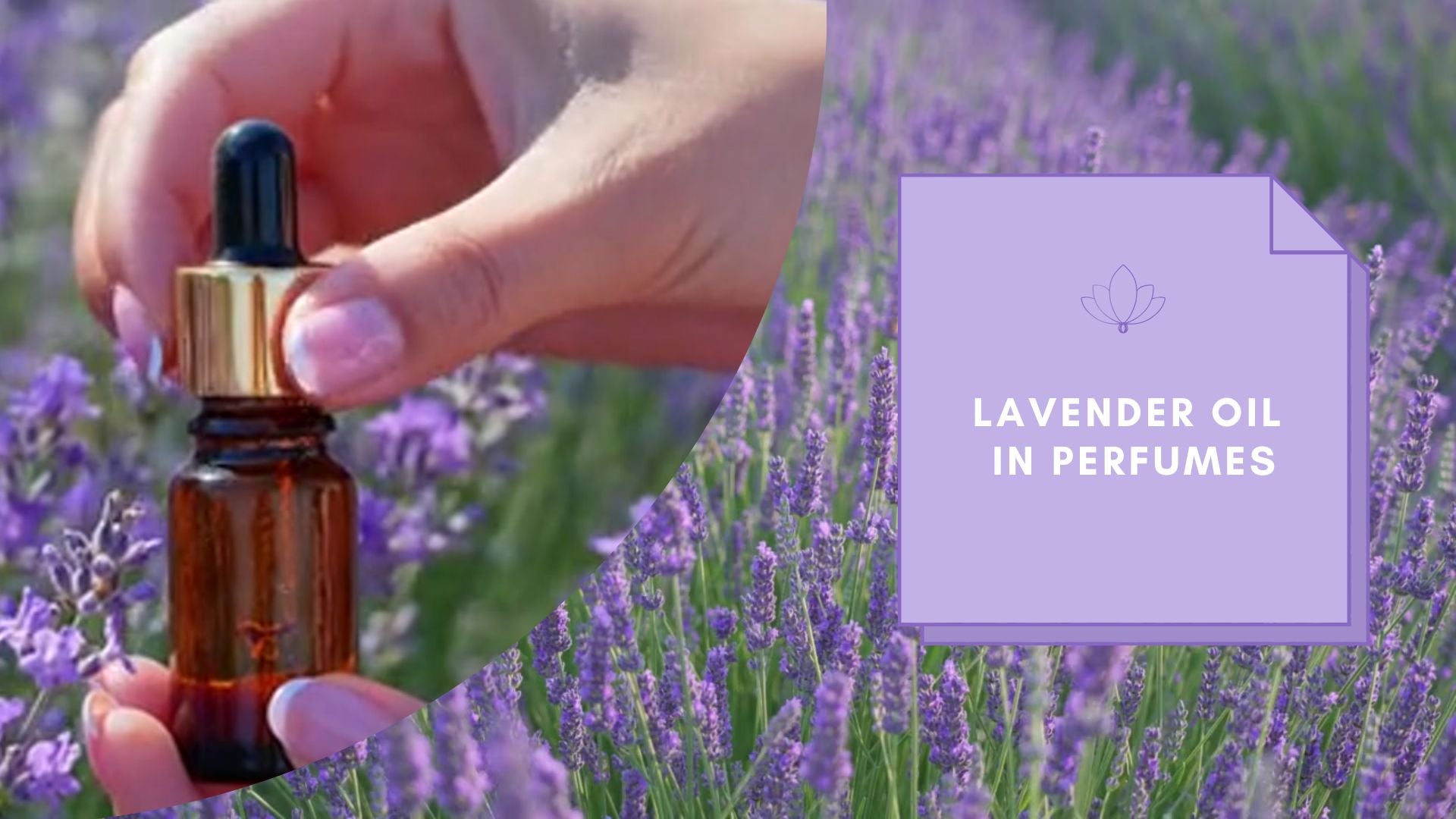 The calming qualities of lavender oil in perfume